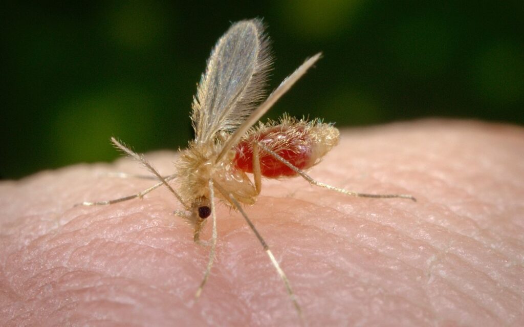 Flebótomo, mosquito da Leishmaniose - PetOutlet