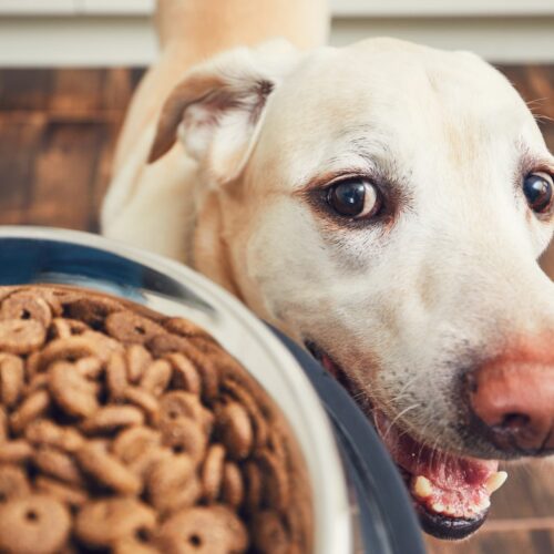 Conselhos para uma melhor alimentação do seu cão